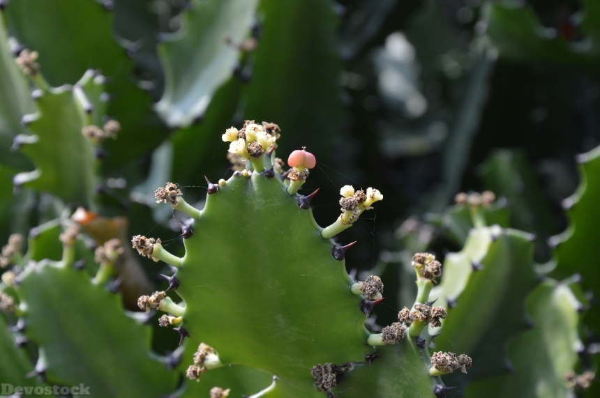 Devostock Cactus Leaves Flowers Fruits
