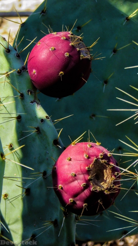 Devostock Cactus Plant Fruit Nature 0