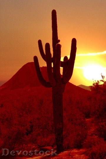 Devostock Cactus Sunset Arizona Usa