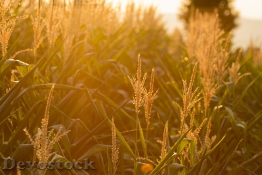 Devostock Cereals Cornfield Landscape Summer