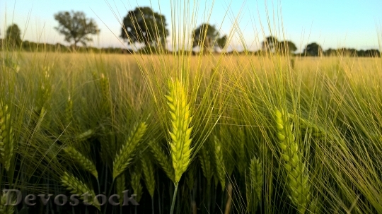 Devostock Cereals Sunset Cornfield Gold