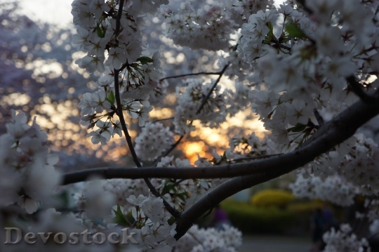Devostock Cherry Tree Blossom Bloom