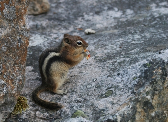 Devostock Chipmunk Ground Squirrel Rodent