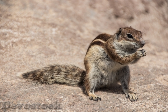 Devostock Chipmunk Nager Squirrel Rodent