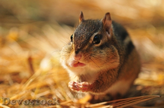 Devostock Chipmunk Rodent Fall Wild