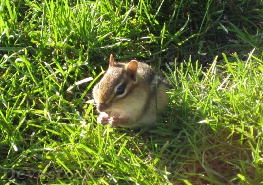 Devostock Chipmunk Squirrel Rodent Eating