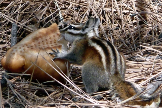 Devostock Chipmunk Squirrel Striped Feeding