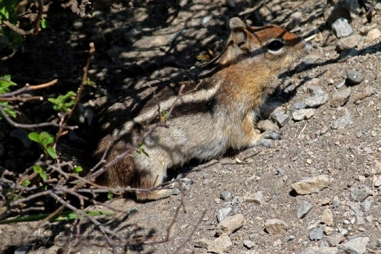 Devostock Chipmunk Squirrel Striped Wild