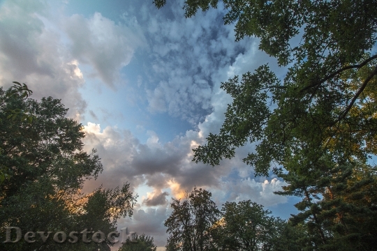 Devostock Cloud Sunset Tree Forest