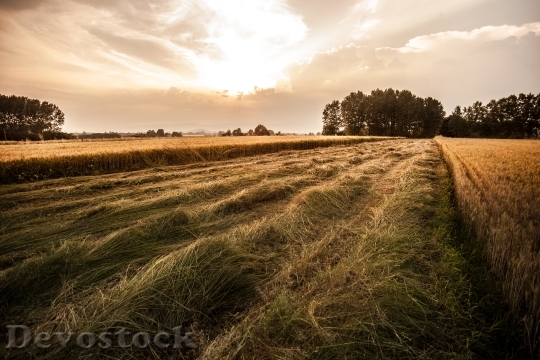 Devostock Countryside Fields Agriculture 407183