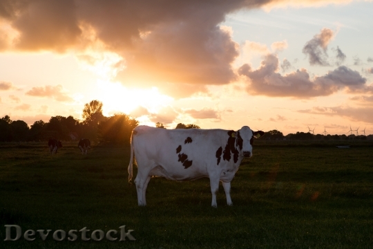 Devostock Cow Beef Animal Pasture