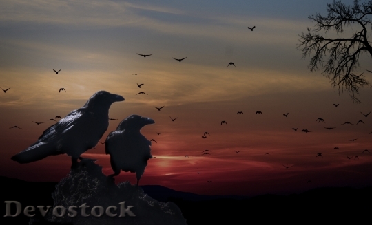 Devostock Crows Birds Sunset Tree