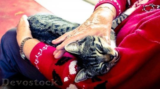 Devostock Cute Cat Hands Person Love
