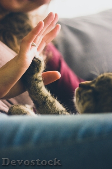 Devostock Cute Cat Kitten Girl Hands 
