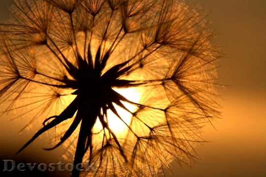 Devostock Dandelion Flower Back Light