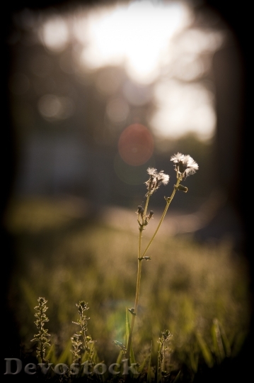 Devostock Dandelion Grass Sunset Sunshine