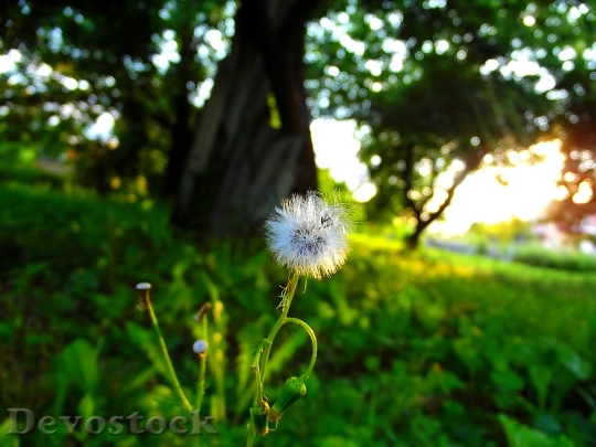 Devostock Dandelion Sunset Grass Flower