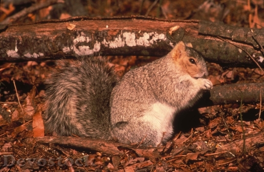 Devostock Delmarva Peninsula Fox Squirrel