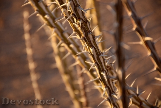 Devostock Desert Plants Ocotillo Dry