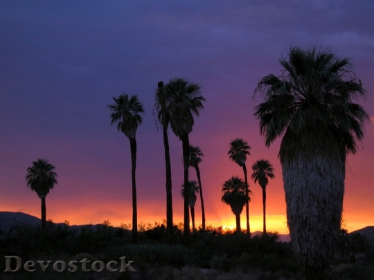 Devostock Desert Sunset Trees Landscape 1