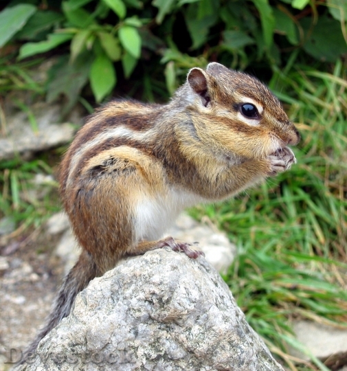 Devostock Devostock Chipmunk Squirrel Nager Rodent