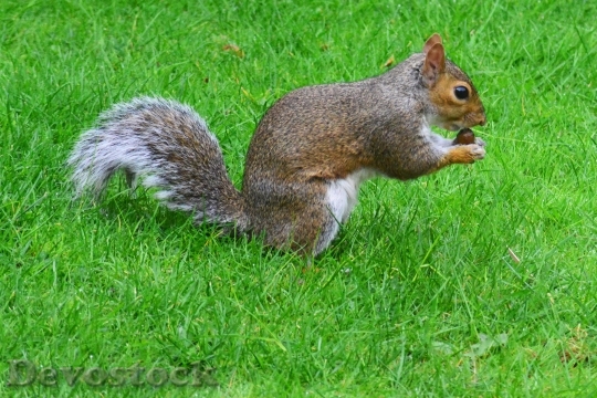 Devostock Devostock Grey Squirrel Rodent Squirrel