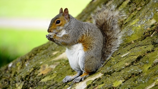 Devostock Devostock Grey Squirrel Wood Animal 2