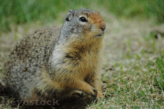 Devostock Devostock Ground Squirrel Squirrel Grass 0