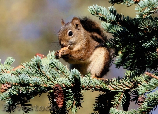 Devostock Devostock Red Squirrel On Tree