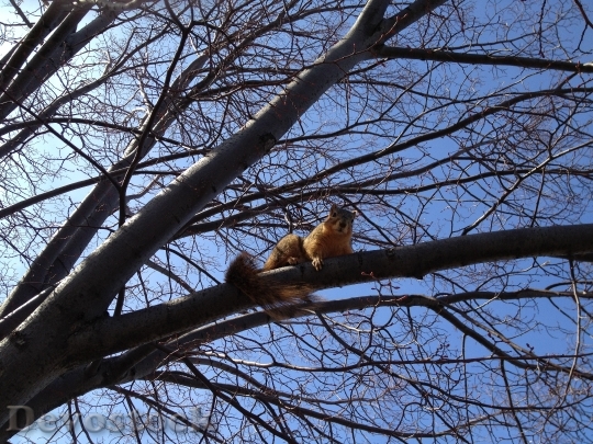 Devostock Devostock Squirrel Animal Climb Tree