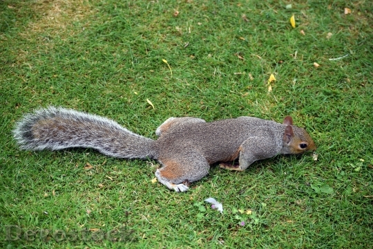 Devostock Devostock Squirrel Grey Squirrel Wildlife