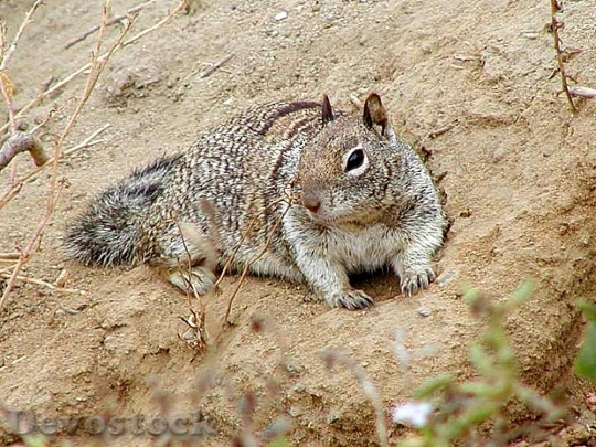 Devostock Devostock Squirrel In Dirt Sand