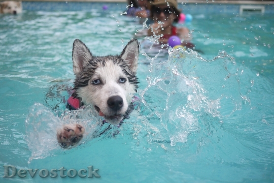 Devostock Dog Animal Puppy Siberian Huskies 67577.jpeg