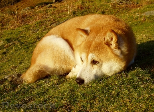 Devostock Dog Shiba Inu Red