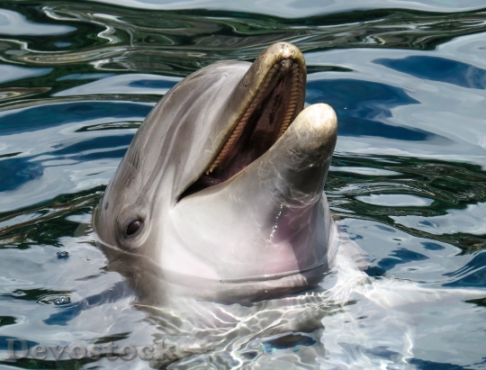 Devostock Dolphin Sea Marine Mammals Wise 162079.jpeg
