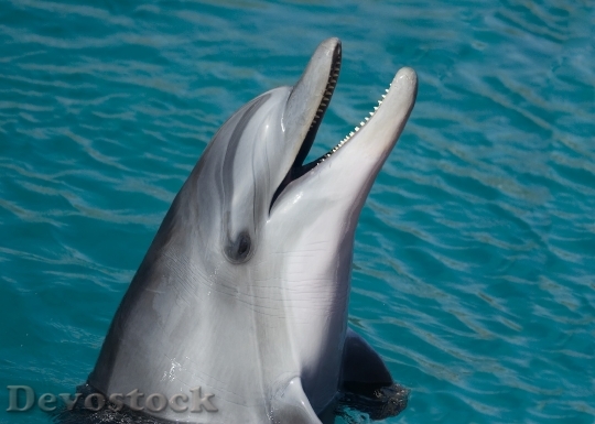 Devostock Dolphin Sea Marine Smart