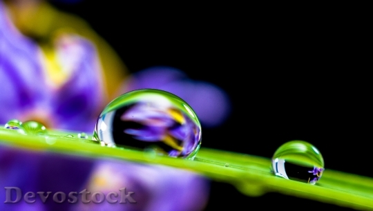 Devostock Drop Of Water Drip Blade Of Grass Blossom 55818.jpeg