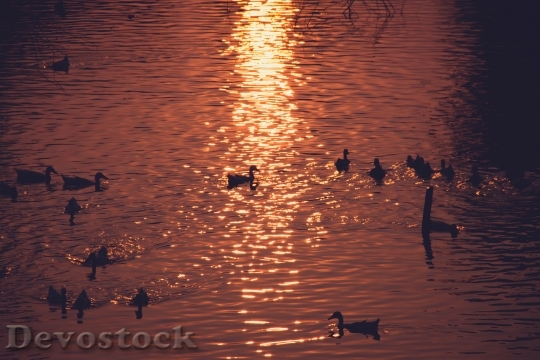 Devostock Duck Lake Sunset Water