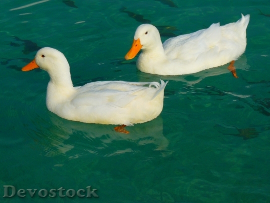 Devostock Duck White Ducks Animal 86731.jpeg