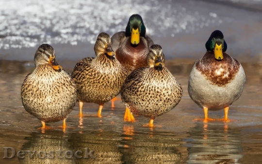 Devostock Duck Wild Mallard Animals 112548.jpeg