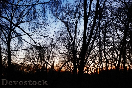 Devostock Dusk Tree Sunset Nature