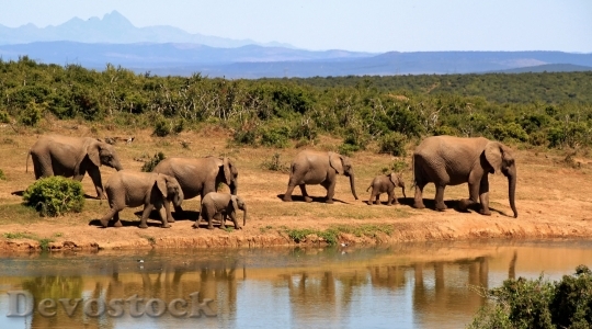 Devostock Elephant Herd Of Elephants African Bush Elephant Africa 59989.jpeg