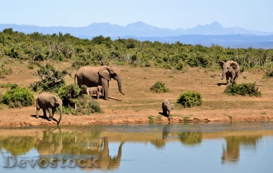 Devostock Elephant Herd Of Elephants Animals African Bush Elephant 52717.jpeg