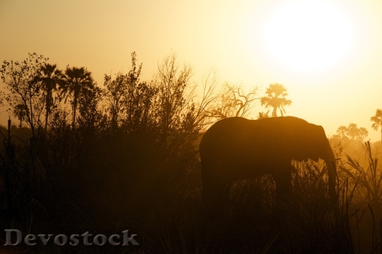 Devostock Elephant Steppe Veld Sunset