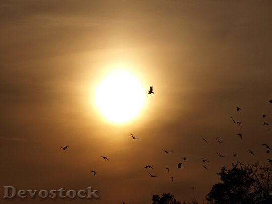 Devostock Evening Sky Birds Sun