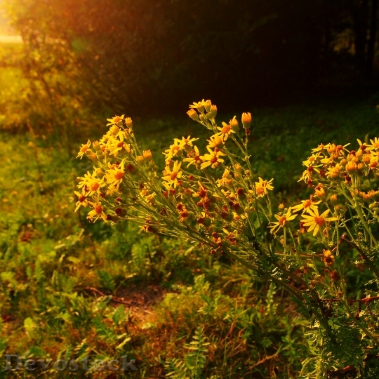 Devostock Evening Yellow Flowers Sunset