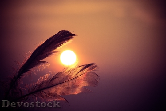 Devostock Feathers Sunset Orange Evening