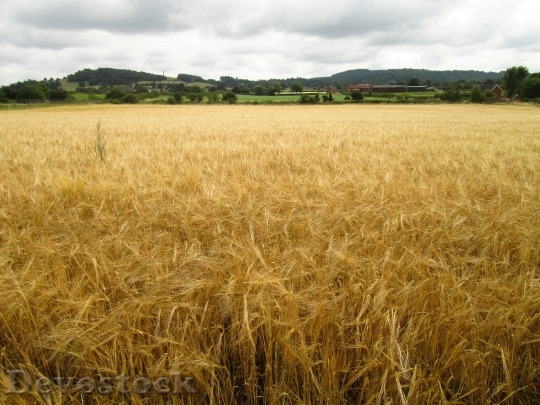 Devostock Field Crop Agriculture Landscape