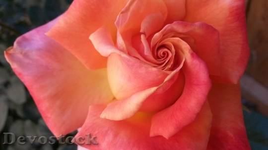 Devostock Flower Rose Sunset Bronze