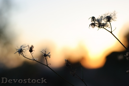 Devostock Flower Sunset Backlight Nature